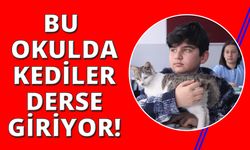 İzmir'de okullu kediler derse giriyor!