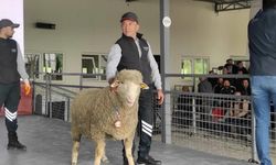 Merinos ırkı koç 76 bin 100 liradan satıldı