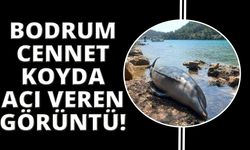  Bodrum Cennet koyda ölü yunus balığı karaya vurdu