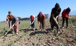  Aydın’da çapa sezonu başladı