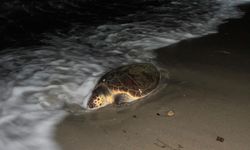 Kuşadası'nda  caretta caretta ölü bulundu