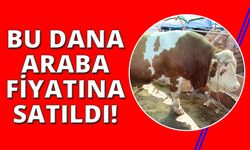 1,5 tonluk "Vartolu" isimli dana araba fiyatına satıldı