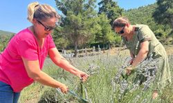 Bodrum’da lavanta hasadı başladı