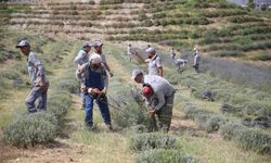 Merkezefendi’de lavanta hasadı başladı