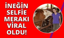 İneğin selfie merakı sosyal medyada viral oldu