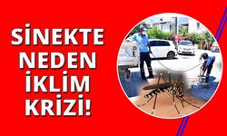 İklim krizi  İzmir'de sivrisinek sorunu yarattı