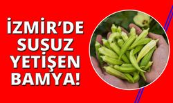 İzmir'de susuz bamya üretimi yaygınlaşıyor