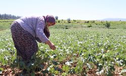 Yeşil Altın'da hasat sürüyor