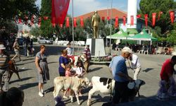 Muğla'da ‘Buzağı Güzellik Yarışması' düzenlendi