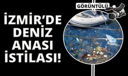 İzmir denizanası istilası tedirgin ediyor