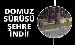 İzmir’de domuzlar parkta yiyecek aradı