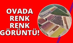 Manisa Ovası’nda renk cümbüşü