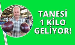 Kiloluk patlıcanlar pazarda ilgi görüyor