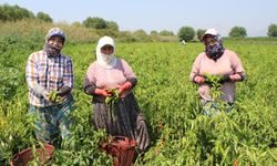 Biber, bu yıl altın yılını yaşıyor