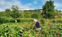 Gedizli köylüler ata tohumu özlemi çekiyor