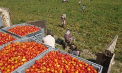 Kiraz ve domates ihracatında rekor