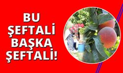 Bu şeftali sert ve aroması çok değişik!