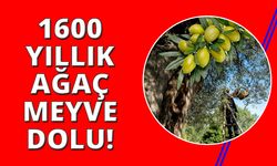 Manisa'da 1.600 yıllık zeytin ağacı meyve dolu