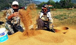  Muğla'da Altın Susam hasadı başladı