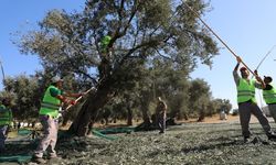 Kazdağları eteklerinde zeytin hasadı başladı