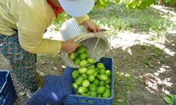 Muğla'da limon hasadı başladı