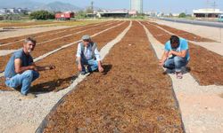 TARİŞ Üzüm Birliği kuru üzüm alım fiyatlarını artırdı