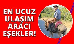  Aydın dağlarında en uygun ulaşım aracı eşekler!