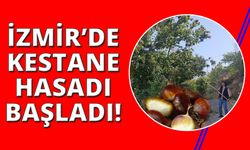 İzmir'in dağlarında kestane hasadı başladı