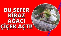 Manisa'da erikten sonra kiraz ağacı da çiçek açtı