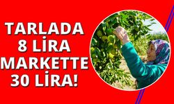 İzmir'de mandalina hasadı başladı