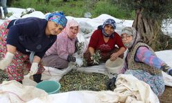  Aydın’da zeytin üreticisi zamanla yarışıyor