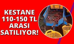 Manisa'da kestanede bu yıl verim az kalite yüksek