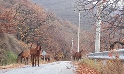  Zeytinde ‘yok yılı’ yük hayvanlarına yaradı