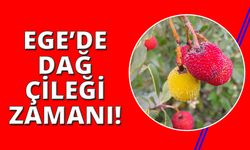 Ege dağlarında dağ çileği zamanı