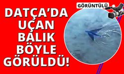 Datça’da kıyıya yakın alanda uçan balık görüldü