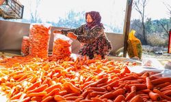 Denizli’nin Çakır havucunda hasat başladı