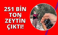 Zeytinin başkenti Manisa'da zeytin hasadı tamamlandı