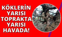 Manisa'da yaşlı meşe ağacı ilgi odağı oldu