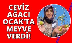 Manisa'da ceviz ağacı Ocak ayında meyve verdi