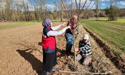 Meyve ağaçlarında uygulamalı budama eğitimi