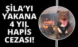 Şila isimli köpeği yakarak öldüren caniye 4 yıl hapis cezası