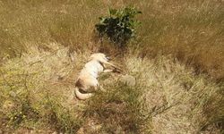  Bodrum'da kedi ve köpek katliamı