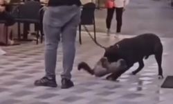 İzmir'de yasaklı ırk köpek kediyi nefessiz bıraktı