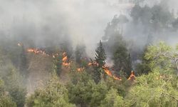  Denizli'de 35 hektar orman zarar gördü