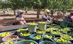 Buharkent’te erkenci taze incir hasadı başladı