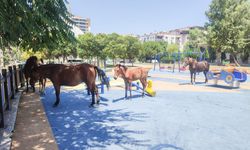Manisa'da yılkı atları çocuk parkını sevdi