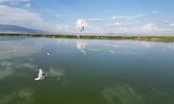  Eber Gölü'nde su seviyesinin azalması kuş türlerini olumsuz etkiledi