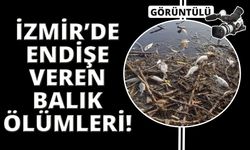 İzmir Gölcük Gölü'nde yüzlerce balık ölü olarak kıyıya vurdu
