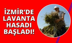 İzmir'de mis kokulu lavantalarda hasat heyecanı