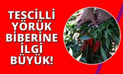 İzmir'de yetişen tescilli bibere büyük ilgi var